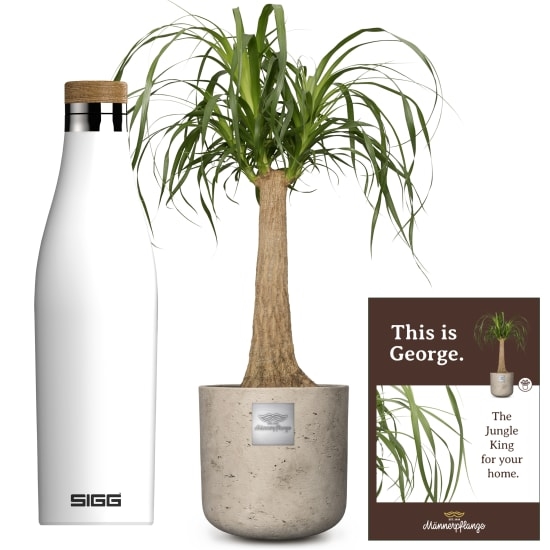Das ist George (Beaucarnea recurvata) mit SIGG Wasserflasche Meridian White 0,5L