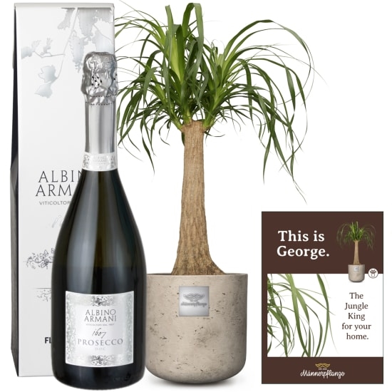 Das ist George (Beaucarnea recurvata) mit Prosecco Albino Armani DOC (75 cl)