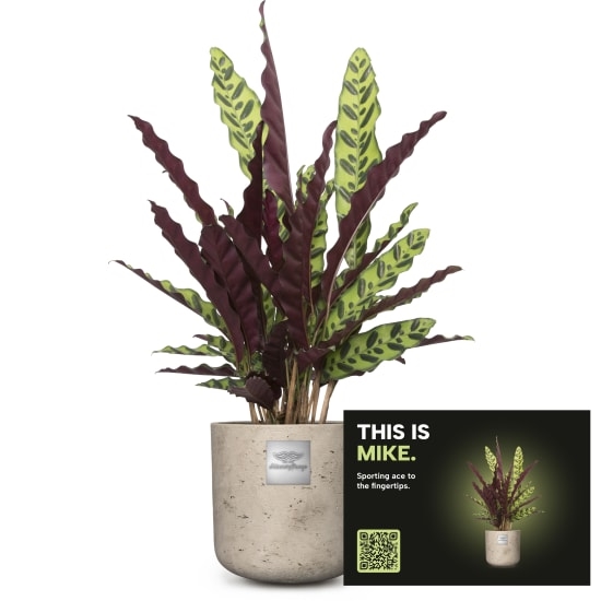 Mannerpflanze «This is Mike» (Calathea)