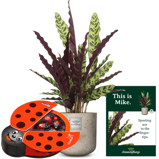 Das ist Mike (Calathea) mit Munz-Schokolade-Marienkäfer