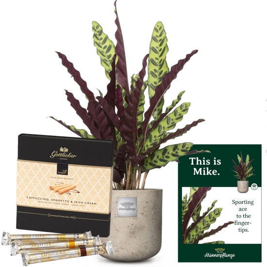 Das ist Mike (Calathea) mit Gottlieber Happen „Special Edition for Giftblooms“