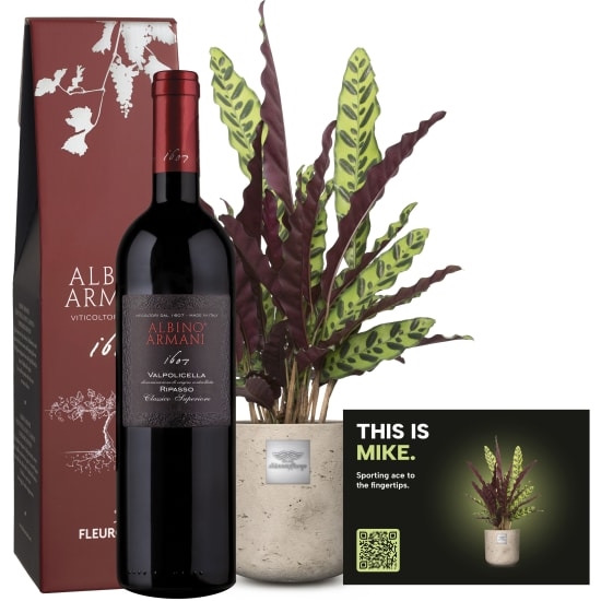Mannerpflanze «This is Mike» (Calathea) mit Ripasso Albino Armani DOC (75 cl)