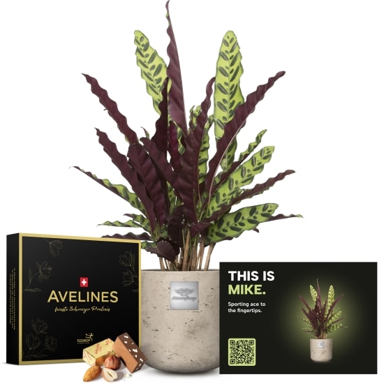 Mannerpflanze «This is Mike» (Calathea) mit Avelines-Pralinen von Maestrani