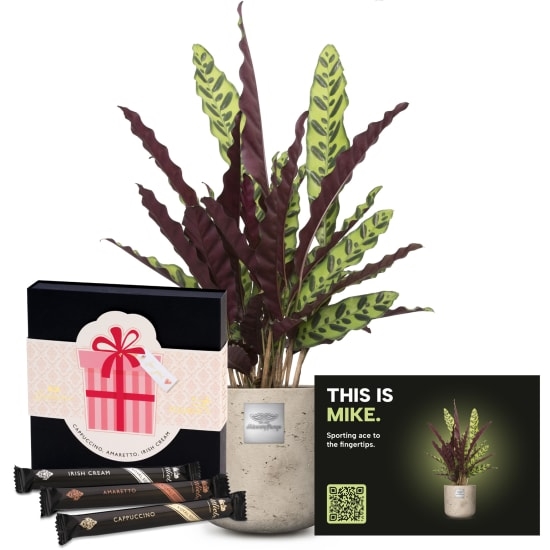 Mannerpflanze «This is Mike» (Calathea) mit Gottlieber Huppen ««For You»