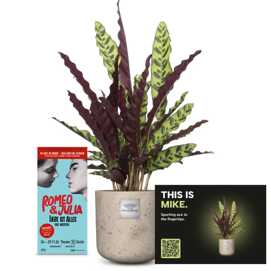 Mannerpflanze «This is Mike» (Calathea) mit einem CHF 50.- Gutschein für das Musical «Romeo & Julia»