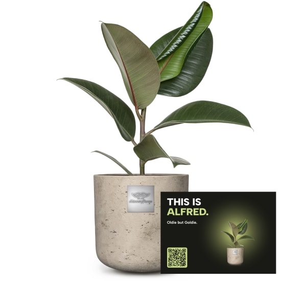 Mannerpflanze «This is Alfred» (Ficus elastica 'Robusta')