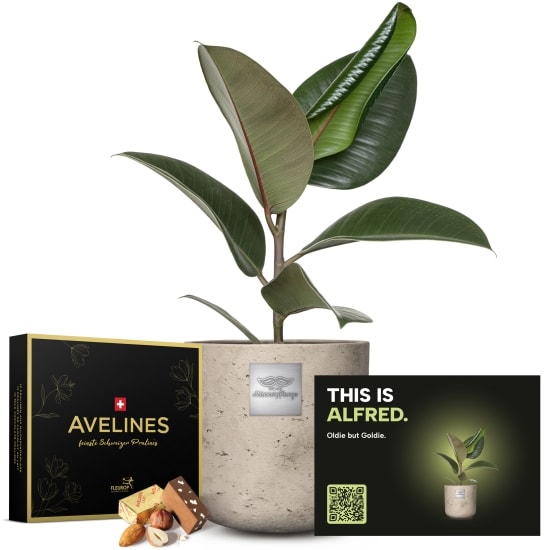Mannerpflanze „This is Alfred“ (Ficus elastica „Robusta“) mit Avelines-Pralinen von Maestrani