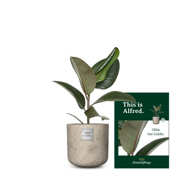 Das ist Alfred (Ficus elastica `Robusta)