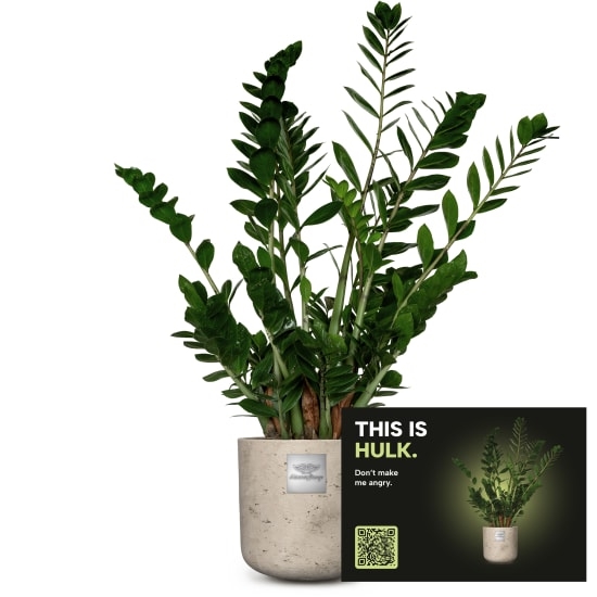 Mannerpflanze „This is Hulk“ (Zamioculcas zamiifolia)