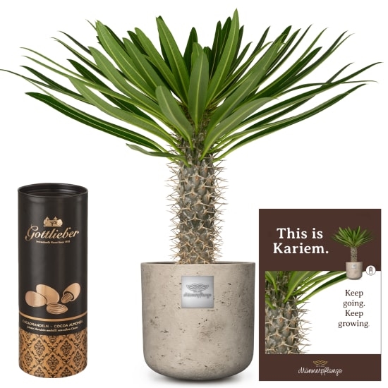 Das ist Kariem (Pachypodium lamerei) mit Gottlieber Kakaomandeln