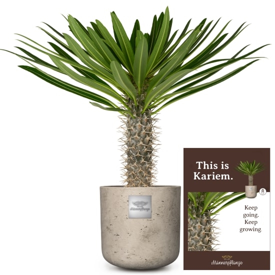Das ist Kariem (Pachypodium lamerei)