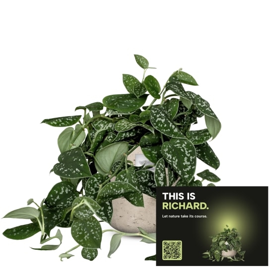 Mannerpflanze „This is Richard“ (Scindapsus pictus)