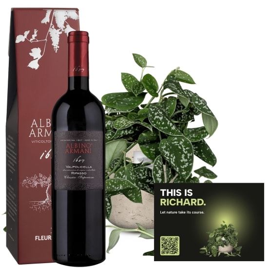 Mannerpflanze „This is Richard“ (Scindapsus pictus) mit Ripasso Albino Armani DOC (75 cl)