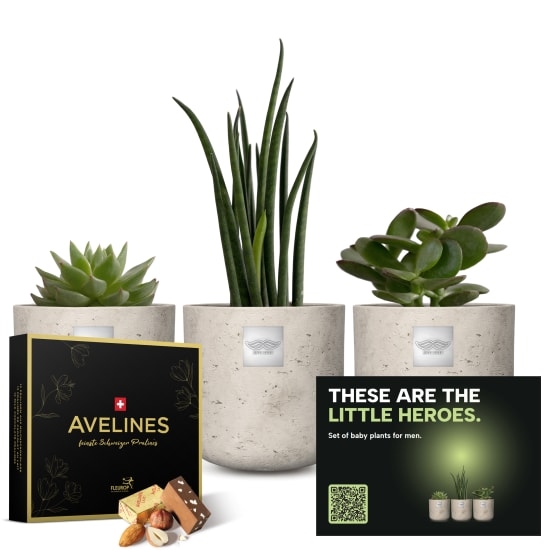 Set mit Babypflanzen für Männer „Kleine Helden“ mit Avelines-Pralinen von Maestrani