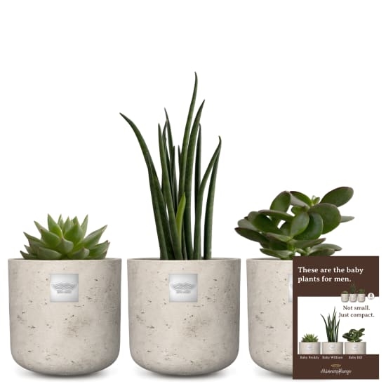 Set Babypflanzen für Männer