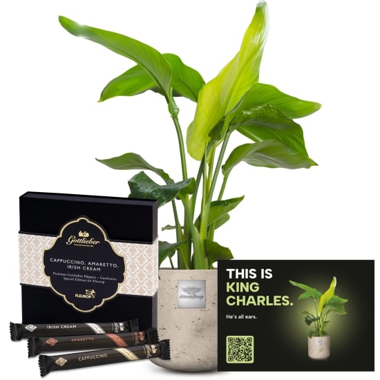 Mannerpflanze «This is King Charles» (Strelitzia Nicolai) mit Gottlieber Huppen «Special Edition for Fleurop»