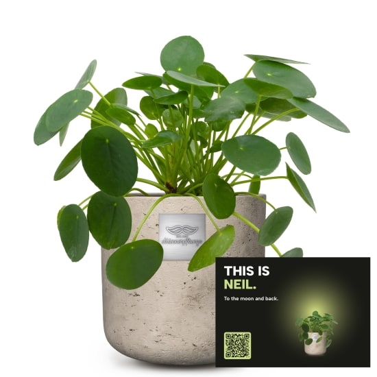 Fleurop Mannerpflanze „This is Neil“ (Pilea peperomioides)