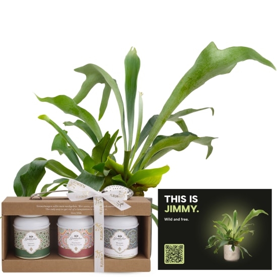 Mannerpflanze „This is Jimmy“ (Platycerium bifurcatum) mit Gottlieber Tee-Geschenkset