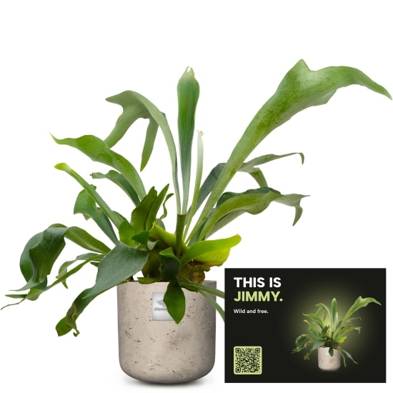 Mannerpflanze «This is Jimmy» (Platycerium bifurcatum)