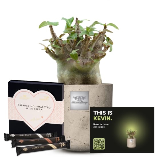 Mannerpflanze «This is Kevin» (Adenium obesum) mit Gottlieber Huppen «With Love»