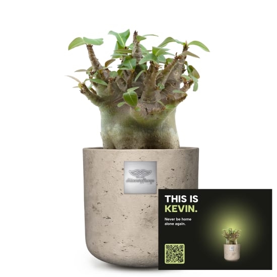 Mannerpflanze «This is Kevin» (Adenium obesum)
