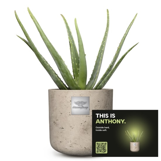 Mannerpflanze «This is Anthony» (Aloe vera)