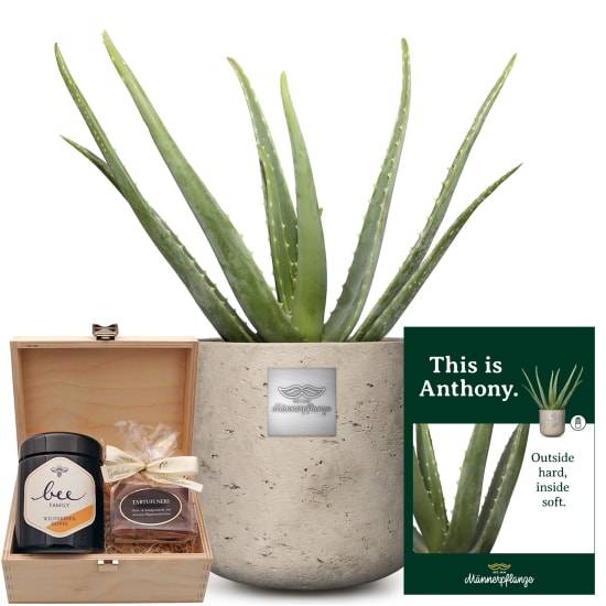 Das ist Anthony (Aloe Vera) mit Honey &amp; Sweet Geschenkbox von Bee-Family &amp; Gottlieber