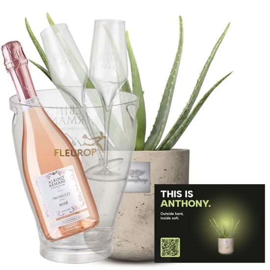 Mannerpflanze „This is Anthony“ (Aloe vera) mit Prosecco Rosé Albino Armani DOC (75 cl), inkl. Eiskübel und zwei Sektgläsern