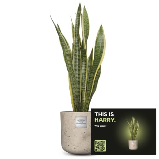 Mannerpflanze „This is Harry“ (Sansevieria laurentii)