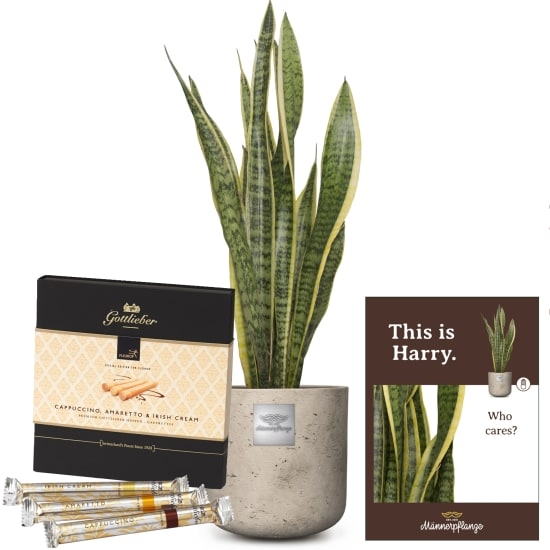 Das ist Harry (Sansevieria laurentii) mit Gottlieber Hüppen „Sonderedition für Fleurop“