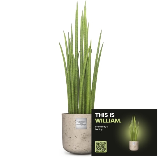 Mannerpflanze «This is William» (Sansevieria Mikado)