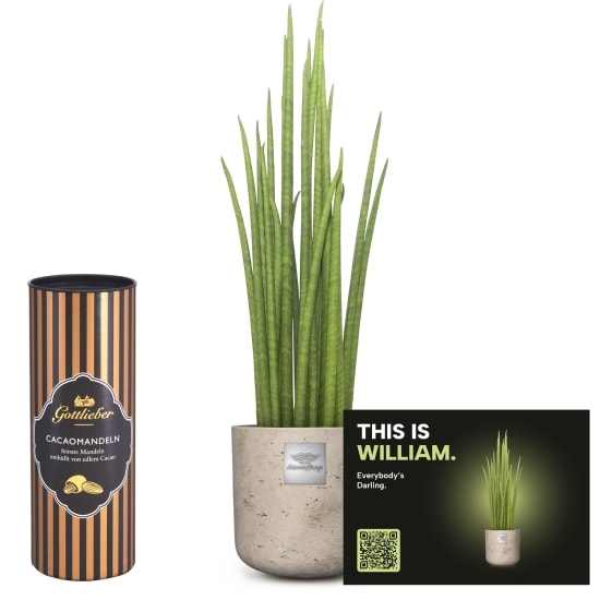 Mannerpflanze «This is William» (Sansevieria Mikado) mit Gottlieber Kakaomandeln