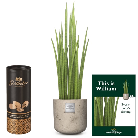 Das ist William (Sansevieria Mikado) mit Gottlieber Kakaomandeln