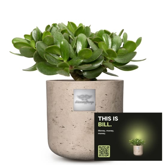 Mannerpflanze «This is Bill» (Crassula ovata)