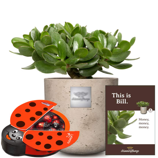 Das ist Bill (Crassula ovata) mit Munz-Schokolade-Marienkäfer