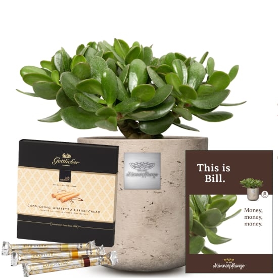 Das ist Bill (Crassula ovata) mit Gottlieber Happen „Special Edition for Giftblooms“