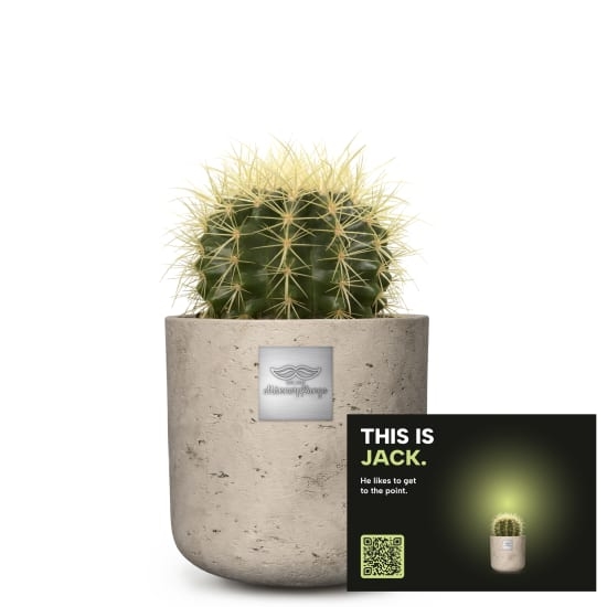Mannerpflanze «This is Jack» (Echinocactus grusonii)