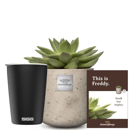 Das ist Freddy (Echeveria) mit SIGG Reisebecher NESO Cup Pure Ceram Black 0,3L