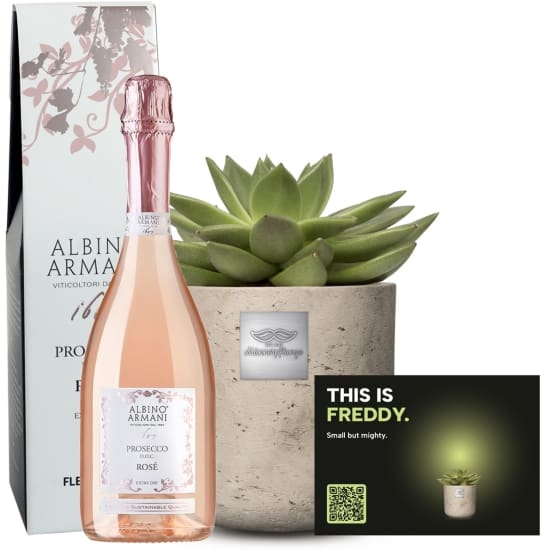 Mannerpflanze «This is Freddy» (Echeveria) mit Prosecco Rosé Albino Armani DOC (75 cl)