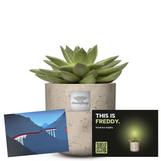 Mannerpflanze „This is Freddy“ (Echeveria) mit einem CHF 25.- Geschenkgutschein der Rhätischen Bahn