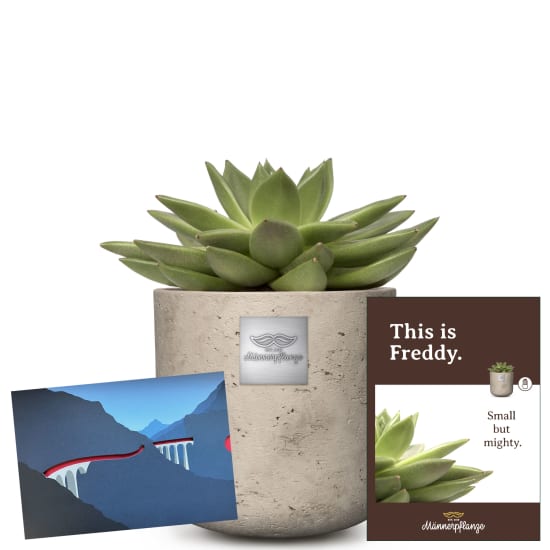 Hier ist Freddy (Echeveria) mit einem CHF 25.- Geschenkgutschein der Rhätischen Bahn