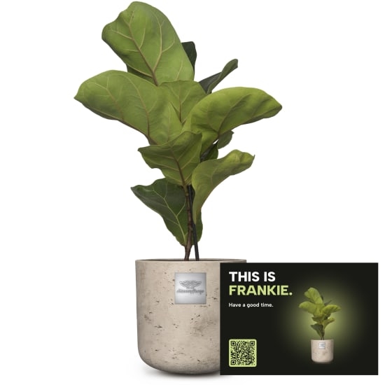 Mannerpflanze «This is Frankie» (Ficus lyrata bambino)