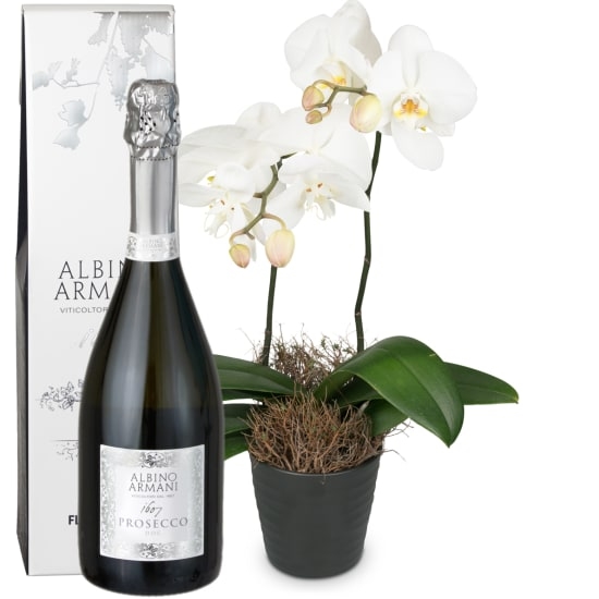 White Dream (Orchidee) mit Prosecco Albino Armani DOC (75 cl)