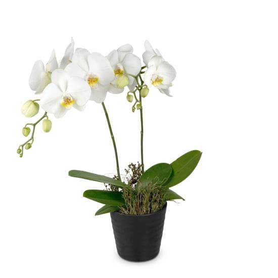 Weißer Traum (Orchidee)
