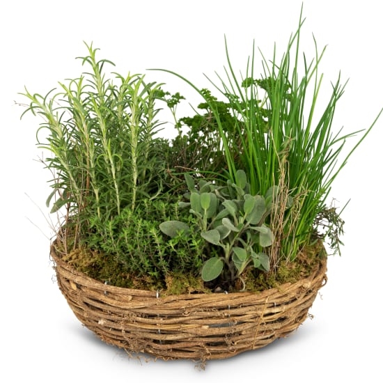 Kleiner Kräutergarten (Minimum)