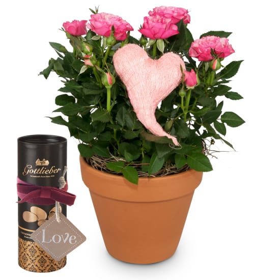 Herzliche Überraschung (Rosenpflanze) mit Gottlieber Cacaomandeln und hängendem Geschenkanhänger «Love»