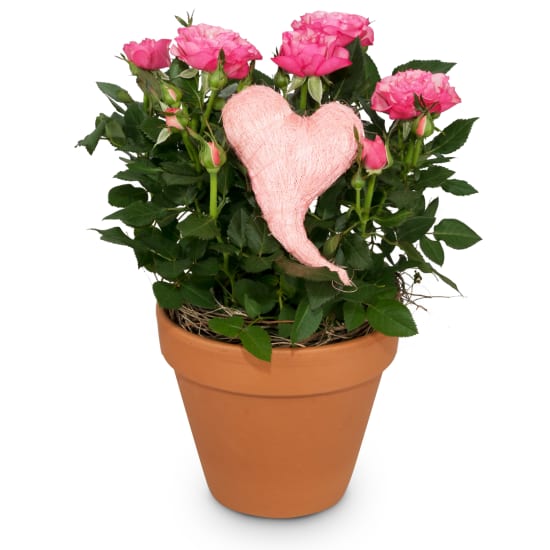 Heartfelt Surprise (Standard)