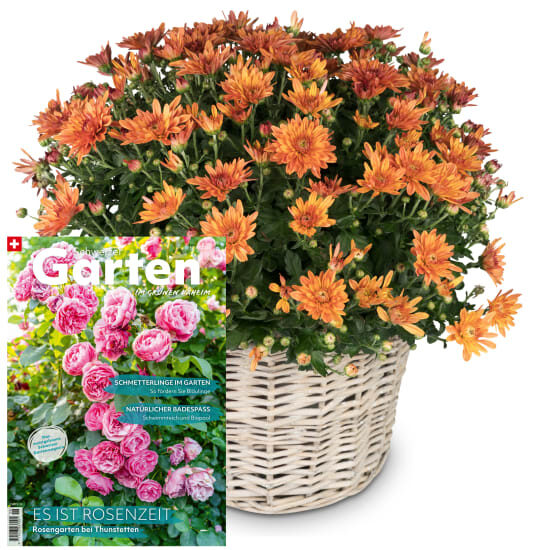 Herbstzauber (Orangenchrysantheme) mit Magazin «Schweizer Garten»