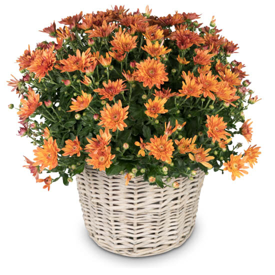 Herbstzauber (orangefarbene Chrysantheme)