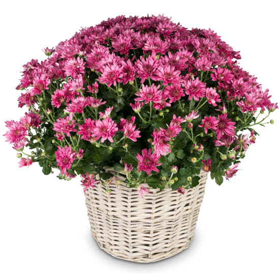 Herbstzauber (rosa Chrysantheme)